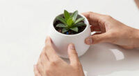 9 Best Smart Planter in 2026 — The Ultimate Guide to Interactive Indoor Gardening