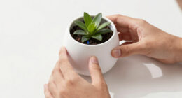 9 Best Smart Planter in 2026 — The Ultimate Guide to Interactive Indoor Gardening